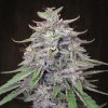 Ace Seeds - Bangi Haze regular 10 ks - Semená neobsahujú THC