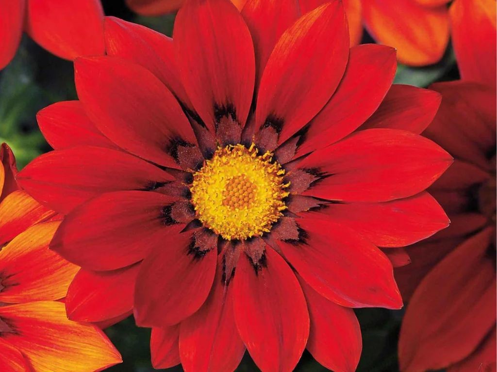 Gazania New Day Red Shades, kont. 0,5 l