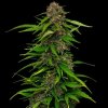 Humboldt Seed Company - Squirt 3 ks - Semená neobsahujú THC