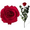 Stabilizovaná ruža - červená (Voľné balenie , Red)