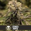 Blimburn Seeds Semená kanabisu Stoned Panda Feminized 9 ks