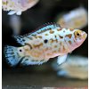 Cichlazoma perleťová (Jack Dempsey) - Rocio octofasciata