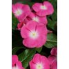 Vinca Catharanthus roseum vzpriamená vinca Titan Series F1 Rose Halo 1000 semien