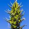 Puya Chilensis - Puya Chilensis - semená puye - 5 ks