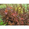 Tavoľa kalinolistá Schuch 20-40cm - Physocarpus opulifolius kont. 2 l
