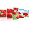 5-dielny obraz kvety maku na lúke