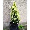 Smrek Biely Daisy´s White Výška: 50 - 60cm, 3L