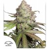Dutch Passion CBD Auto Charlottes Angel semena neobsahují THC 100 ks