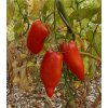 BIO Paradajka Andine Cornue - Solanum lycopersicum - bio semená paradajky - 8 ks