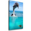 Vertikálny foto obraz canvas Podvodný svet 50x100 cm