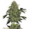 Sensi Seeds Cannabis Seeds OG Kush Automatic Feminizované od White Label, 3-10 ks 10 ks