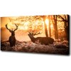 Foto obraz na plátne Jeleň východ 100x50 cm