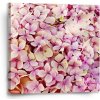 Sablio Obraz Ružové kvety - 50x50 cm