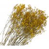 Stabilizovaná Gypsophila - Nevestin závoj 90g - žltá