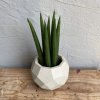 Sansevieria Svokrine jazyky Cylindrica baby