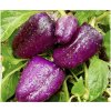 Paprika fialová Oda - Capsicum annuum - predaj semien - 9 ks