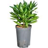 Pleomele (Dracaena) reflexa 'Song of Jamaica' 3pp 15/19 v.40 cm