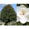 Magnólia veľkokvetá Gallissoniensis Goliath, výška 150-180 cm, kvetináč 25 l