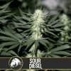 Blimburn Seeds Cannabis Seeds Sour Diesel Feminized 3 ks