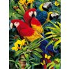 Amparo Miranda® Maľovanie podľa čísiel Papagáje Ara E775