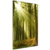 Vertikálny foto obraz sklenený Slnko v lese 50x100 cm