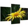 Obraz žltého kvetu (Obraz 90x60cm)