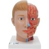 Model ľudskej hlavy a krku - 4 časti (Anatomické modely)