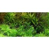 Gratiola viscidula 1-2 Grow!