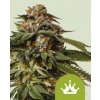 Royal Queen Seeds Špeciálne semená kanabisu Queen #1 Auto 3 ks