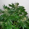 Mr. Nice Early Skunk Haze regular semena neobsahují THC 15 ks