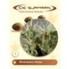 De Sjamaan Seeds - Shamanic Haze 5 ks - Semená neobsahujú THC
