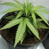 Mr. Nice Skunk Haze regular semena neobsahují THC 15 ks