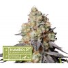 HumboldtXSeedstockers Panty Punch Autoflower neobsahuje THC 3 semena