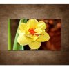 Obraz - Narcis - detail 90x60cm