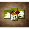 Lienky na kvete - 3dielny 90x60cm
