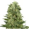 White Label Skunk #1 Automatic semena neobsahuji THC 10 ks