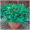 Jahodník lesný Mignonette - Fragaria vesca - semená - 15 ks
