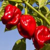 Semená papriky Toraf Habanero 0,20 g štipľavá