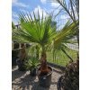 Washingtonia filibusta s hladkým kmeňom s výškou kmeňa 61 cm v celkovej výške 220 cm