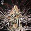 Green House Seed - Dark Phoenix 3 ks + 3 ks ZDARMA Lemon Skunk - semená neobsahujú THC