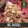 Blimburn Seeds Feminizované semená kanabisu BC Diesel 3 ks