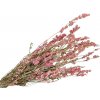 Sušené kvety Delphinium Stračonôžka 100g - ružová