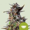 Royal Queen Seeds Cannabis Seeds Watermelon Auto 3 ks