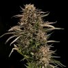 Seedsman Fatso GMO F1 Auto semena neobsahuji THC 10 ks