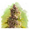 Nirvana Northern Lights Auto semena neobsahuji THC 3 ks