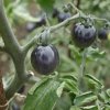 Paradajka Black Opal - Solanum lycopersicum - semená - 7 ks