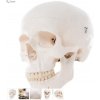 Classic Human Skull Model, 3 part (Anatomické modely)