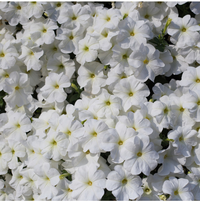 Petúnia Cascata F1 White - Petunia x atkinsiana - semená petúnie - 10 ks