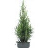 Smrek biely - Picea glauca ´December´ - 30/40cm