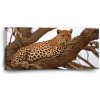 Sablio Obraz Leopard 2 - 110x50 cm